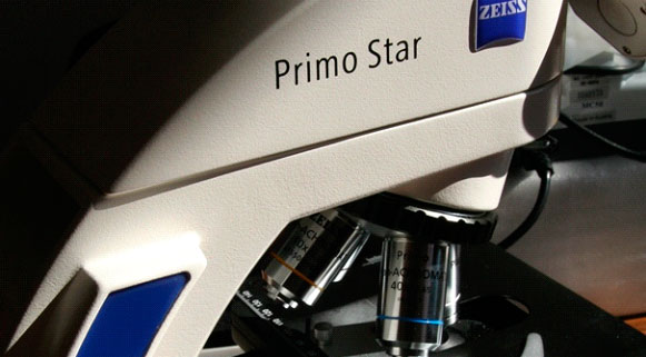 Primo Star
